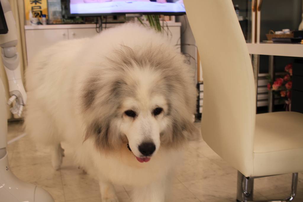 お店番してるココさん