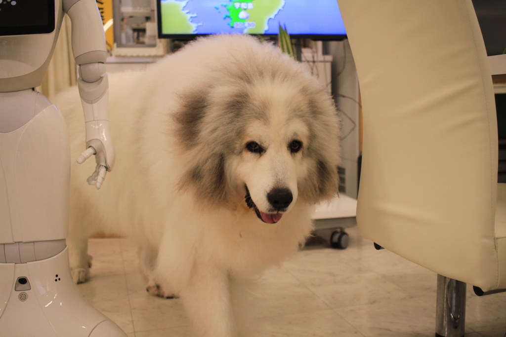 奥から出てきてくれたココさん