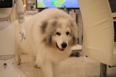 奥から出てきてくれたココさん