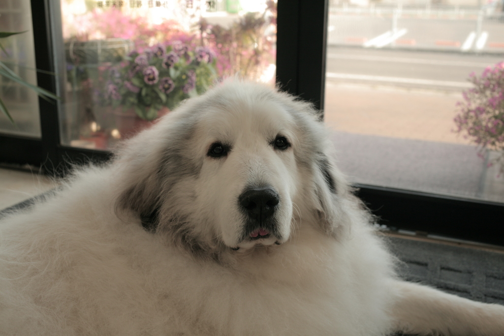 ココちゃんと密です密です