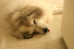 お昼寝してるココさん