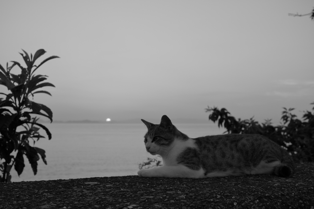 モノクロ＠2018-08-02