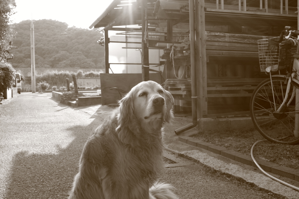 かい～ののみゅうちゃん