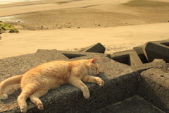 あったかいにゃ