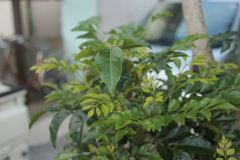 朝＠2020‐08‐10