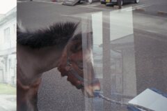 ポニーのレレレちゃん　フィルムにて