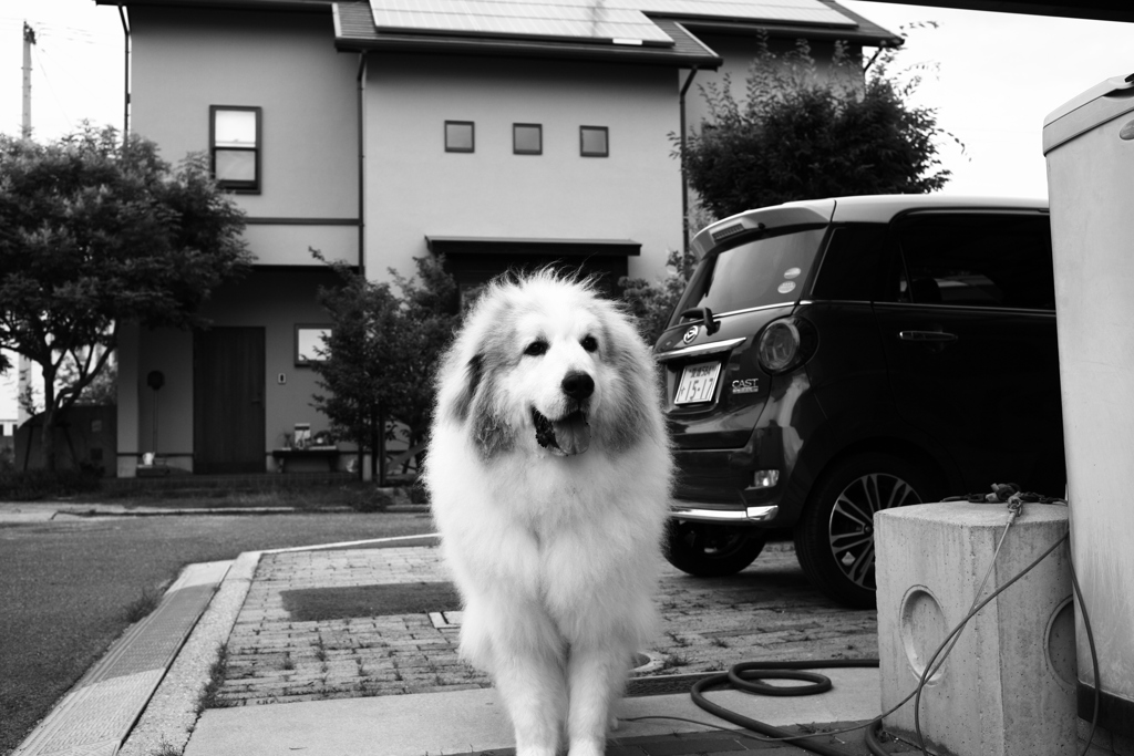 昨日は雷今日は花火で踏んだり蹴ったりなココさん