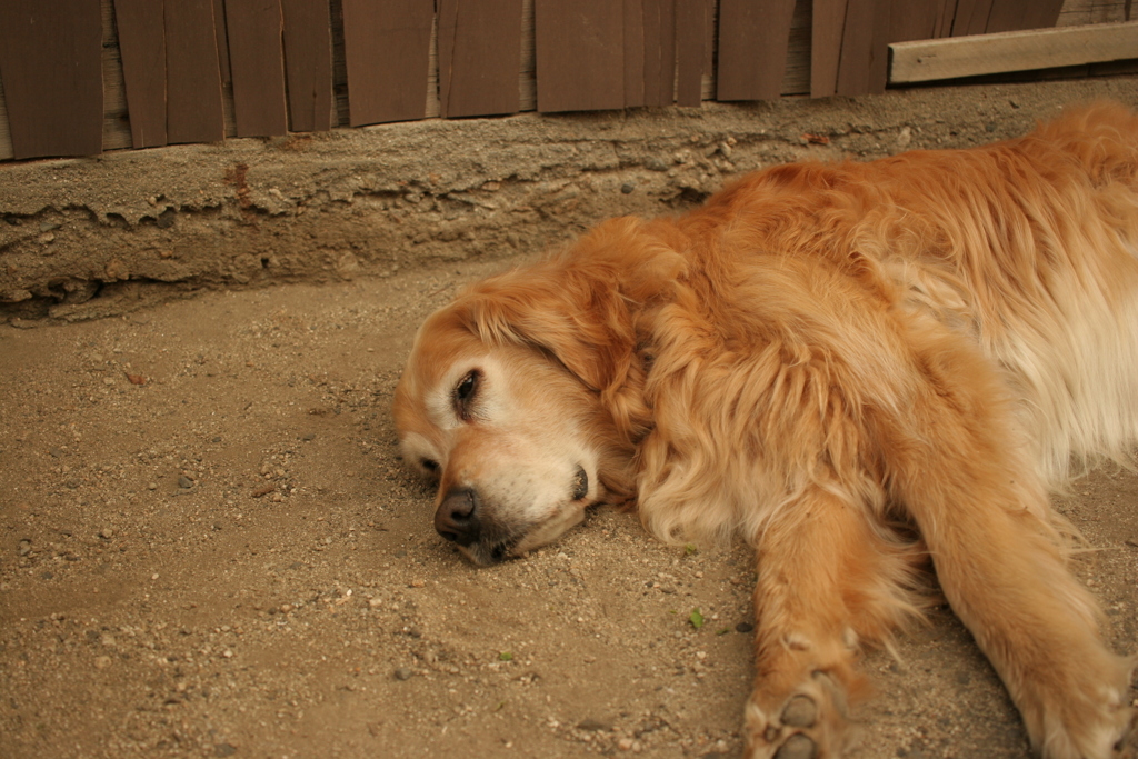 営業本部長みゅうちゃん