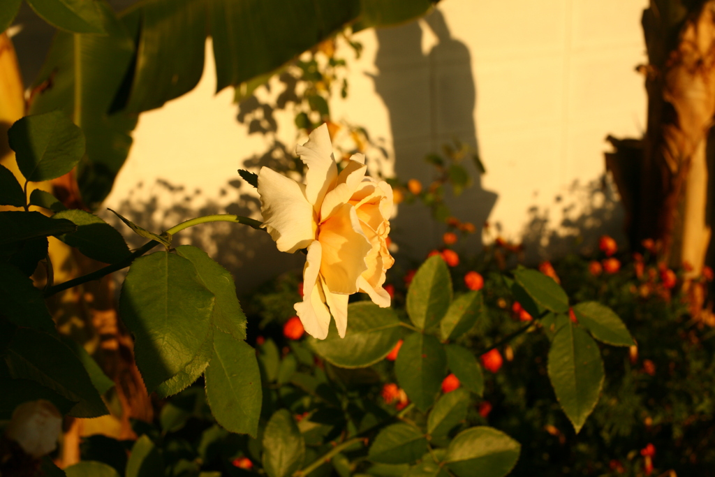 ココさんところの花