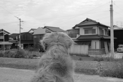 昨日のモノクロ