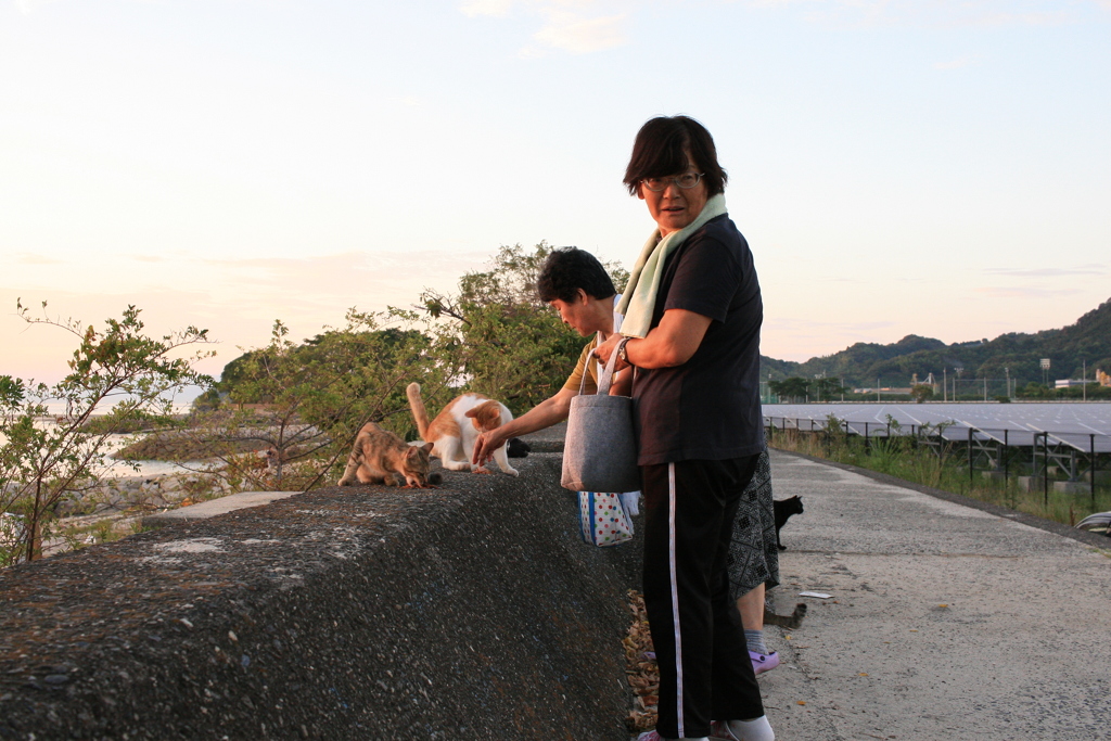 おばちゃんずと猫