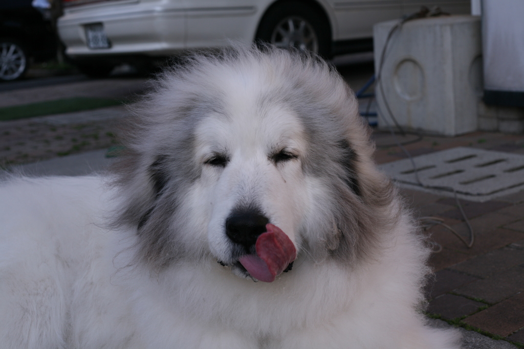 ペロンチョしてるココ様