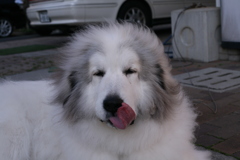 ペロンチョしてるココ様