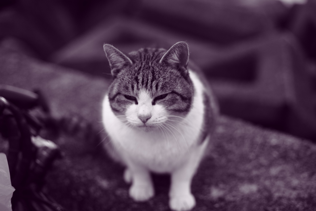 雨だから焼き直し　調色紫