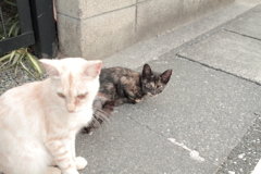 ＠2018-06-29