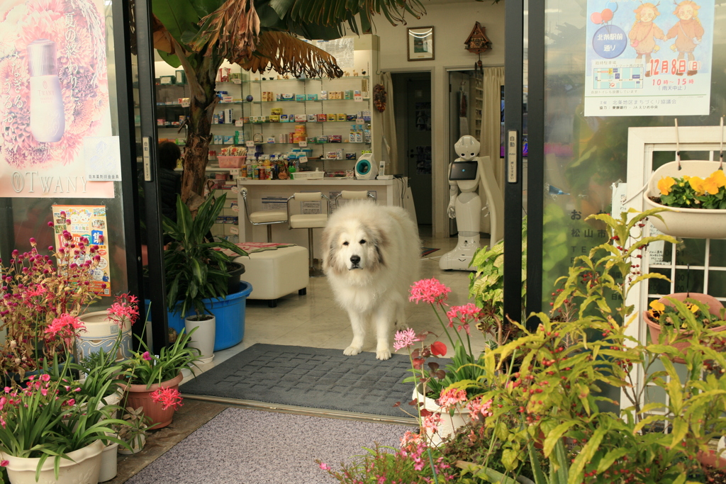 お店番してるココさん