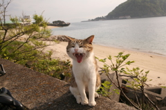 大あくびのトム君