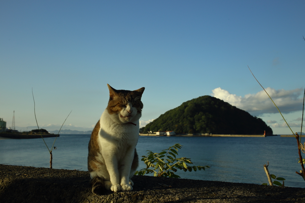 朝のトム君