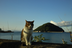 朝のトム君