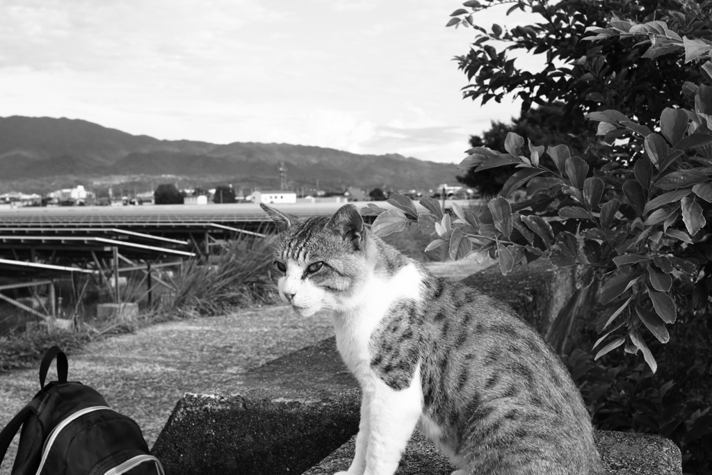 トム君は今日も元気