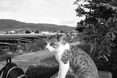 トム君は今日も元気