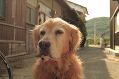 お昼のみゅうちゃん