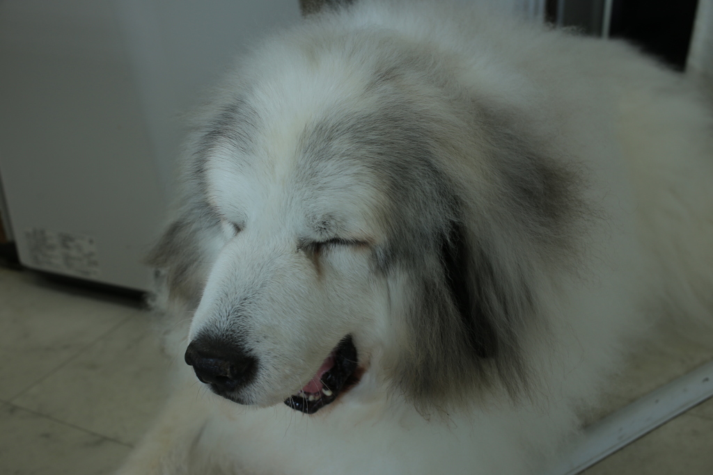 お昼、お店番してるココさん