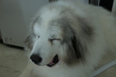 お昼、お店番してるココさん