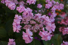 ココさん所の花