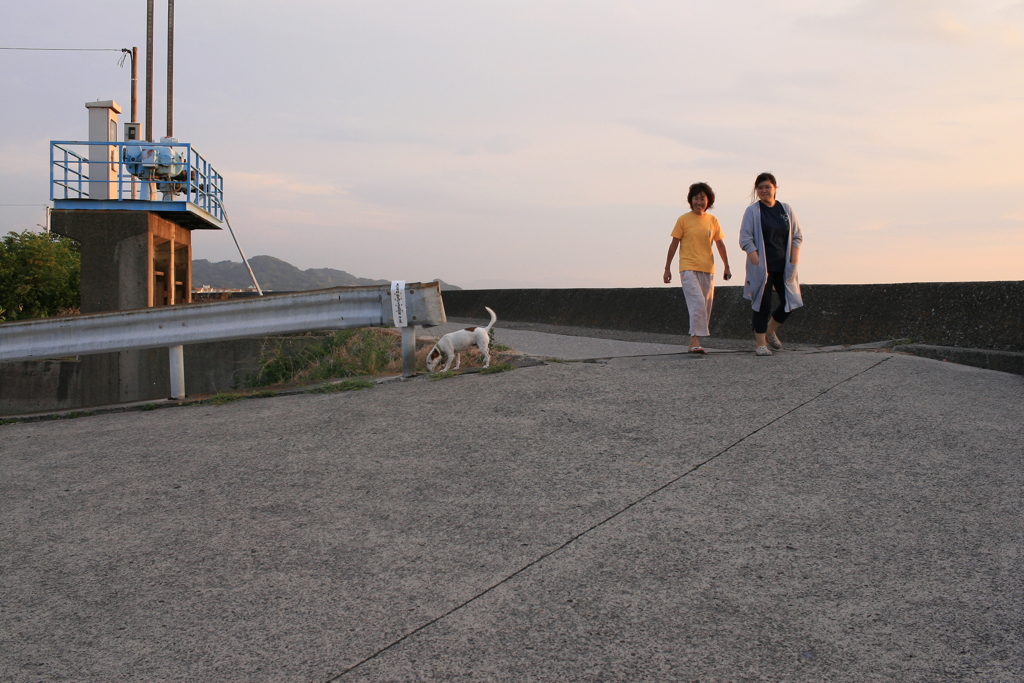 散歩してるクルルちゃん