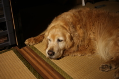 一日お疲れ様のみゅうちゃん