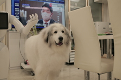 お店番してるココ様