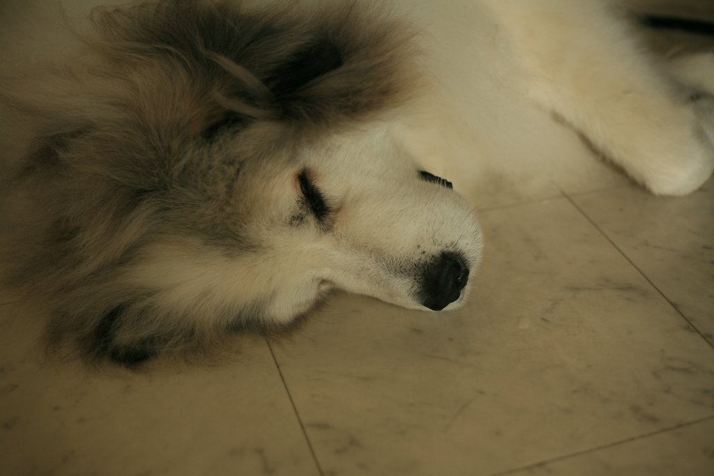 脱走を企てて繋がれてるココさん