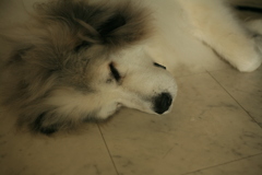 脱走を企てて繋がれてるココさん