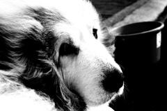 昨日のココさん