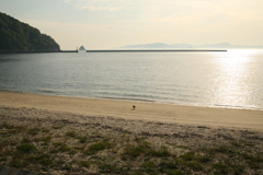 浜を散歩するトム君