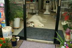 今日もお店番してるココさん