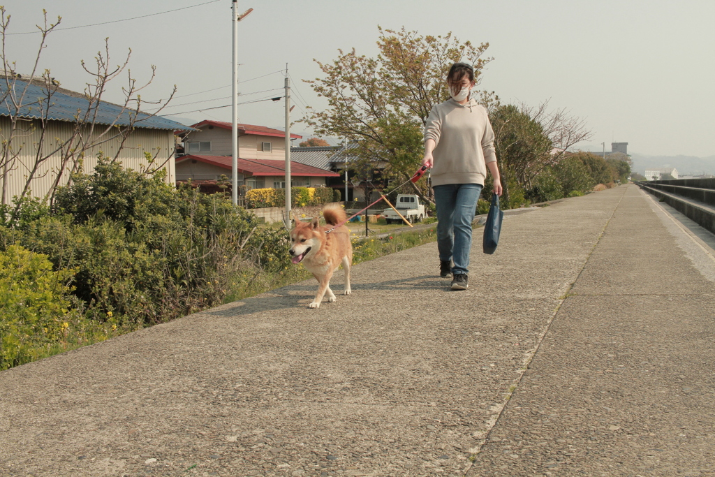 散歩中のマイルとお母さん
