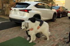 お兄さんが帰ってきて甘えるココさん