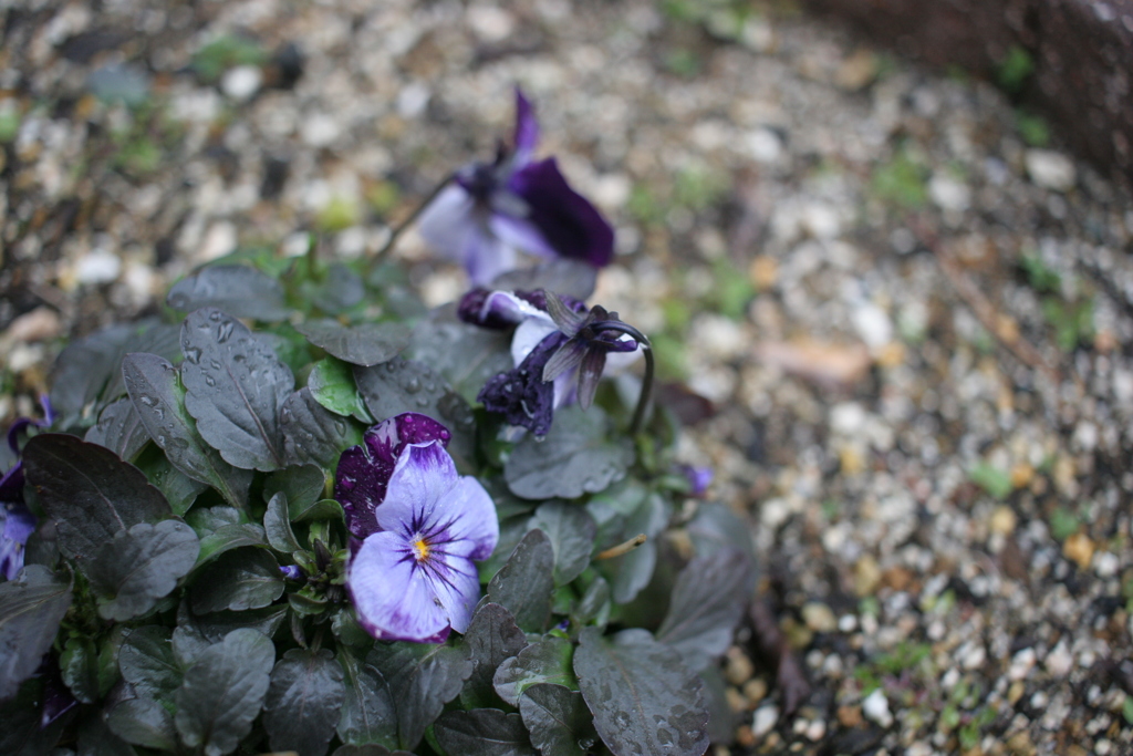 昨日から眠れぬ。。。。