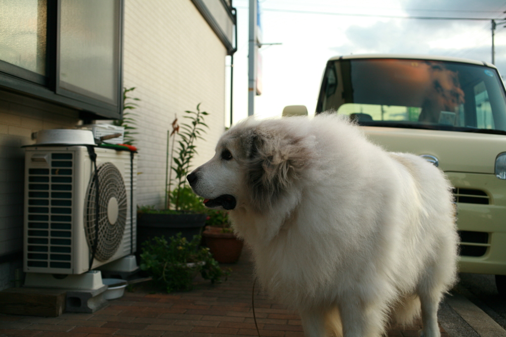 ご飯を待ってるココさん