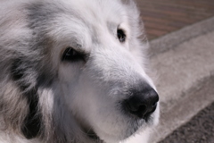 ちょっとスケベな原田知世みたいなココさん