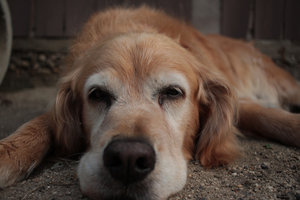 みゅうちゃん＠北条水軍ユースホステル