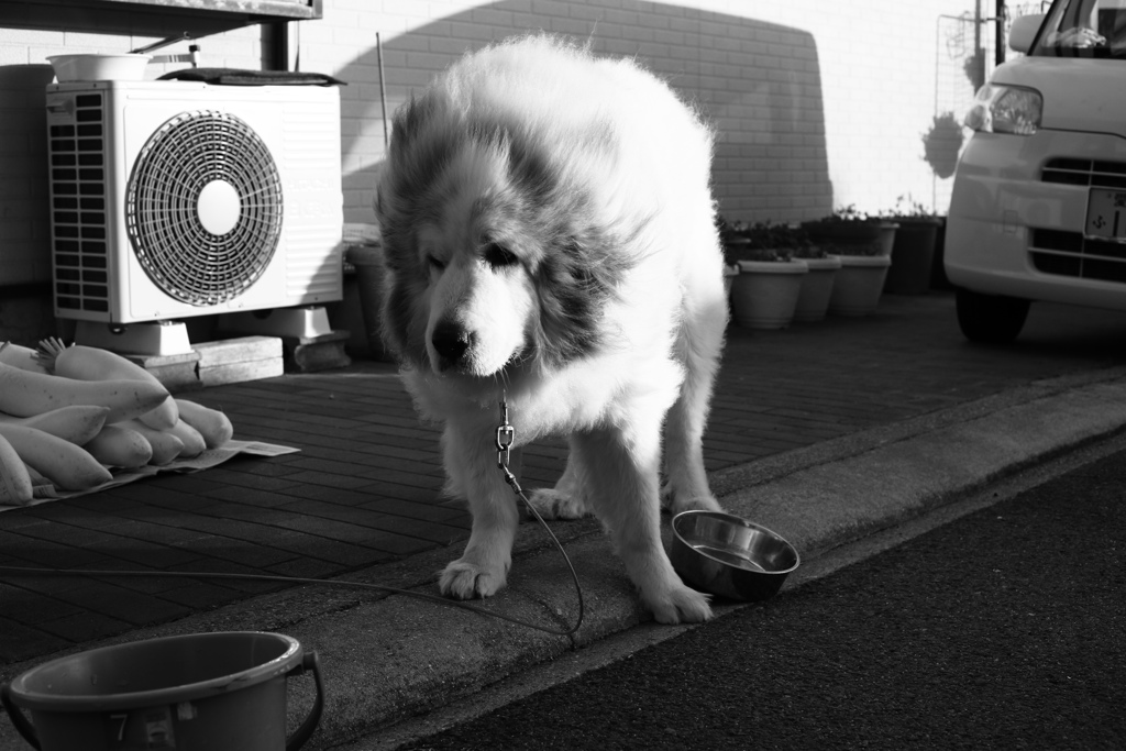 モノクロ＠2019-01-29