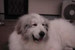 平常運転のココちゃん