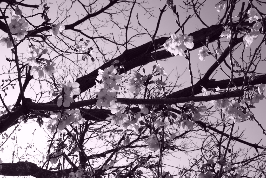 @2018-03-27  モノクロ