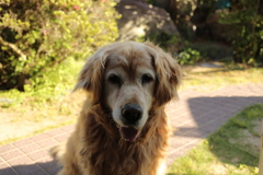 死の淵から一日で生還のみゅうちゃん
