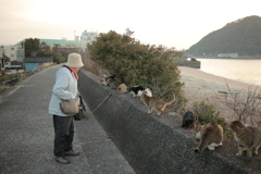 横山さんと猫