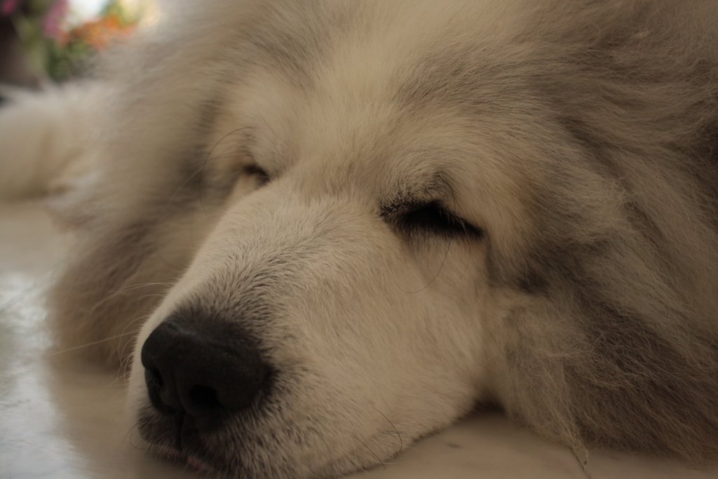 ココちゃん＠おかべ薬局