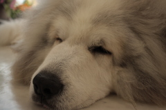 ココちゃん＠おかべ薬局